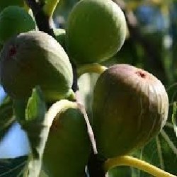 FIGUES FRAICHES