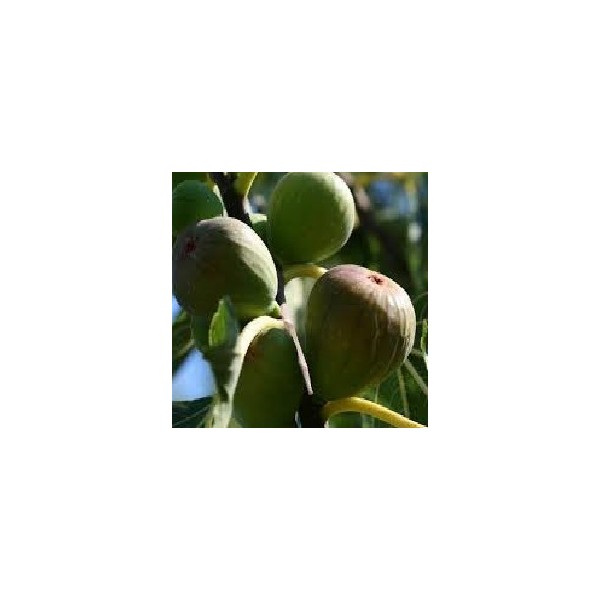 FIGUES FRAICHES