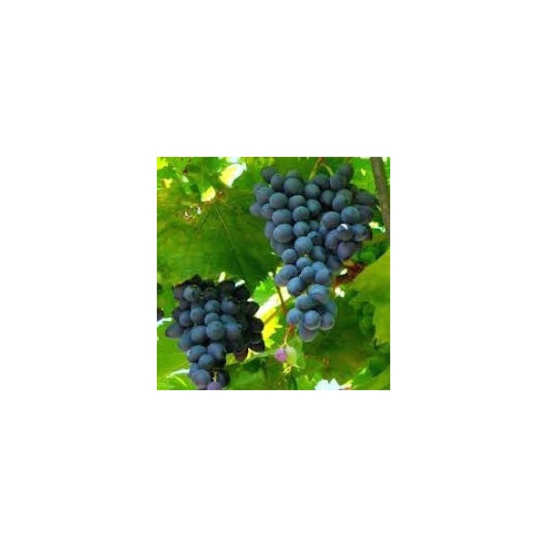 RAISIN MUSCAT BIO