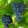 RAISIN MUSCAT BIO