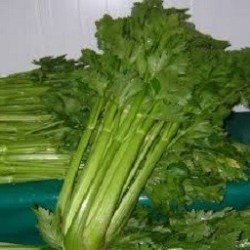 CELERI BRANCHE