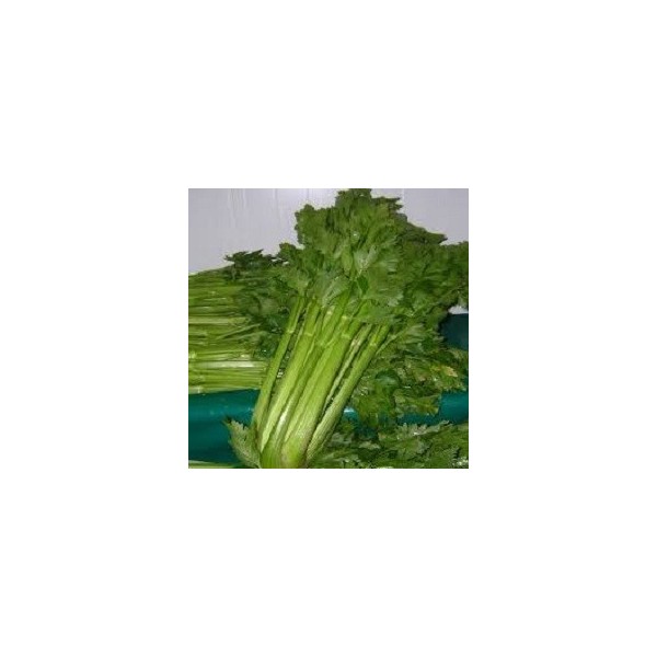 CELERI BRANCHE