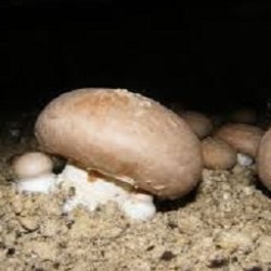 CHAMPIGNONS DE PARIS