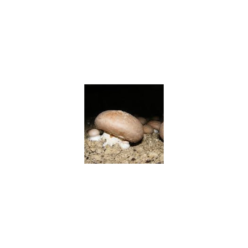 CHAMPIGNONS DE PARIS