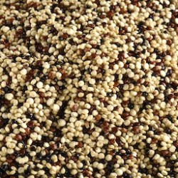 QUINOA BICOLORE BIO