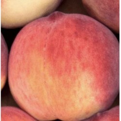 PÊCHES