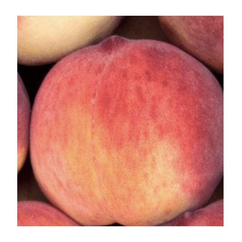 PÊCHES