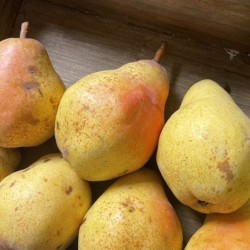 POIRES WILLIAM BIO