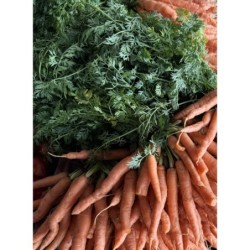 CAROTTES BOTTE (la Botte)
