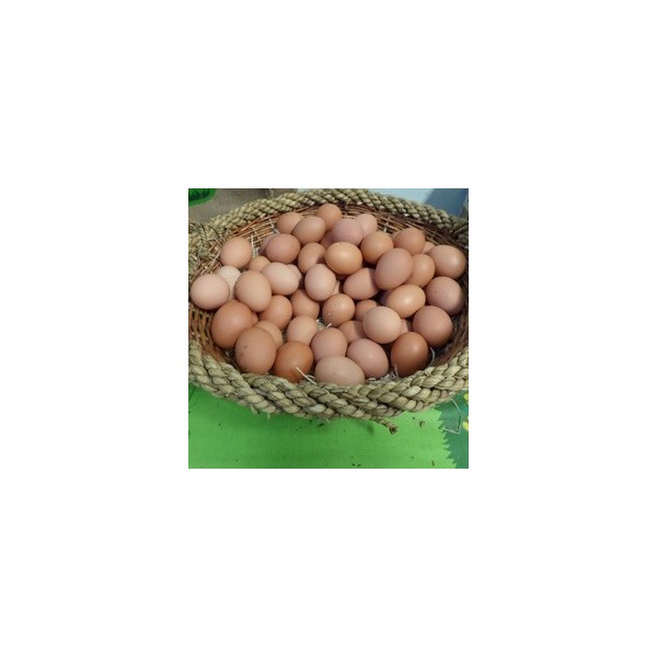 6 OEUFS FERMIERS BIO