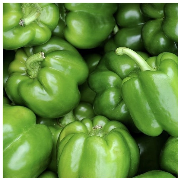 POIVRON VERT BIO