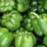 POIVRON VERT BIO
