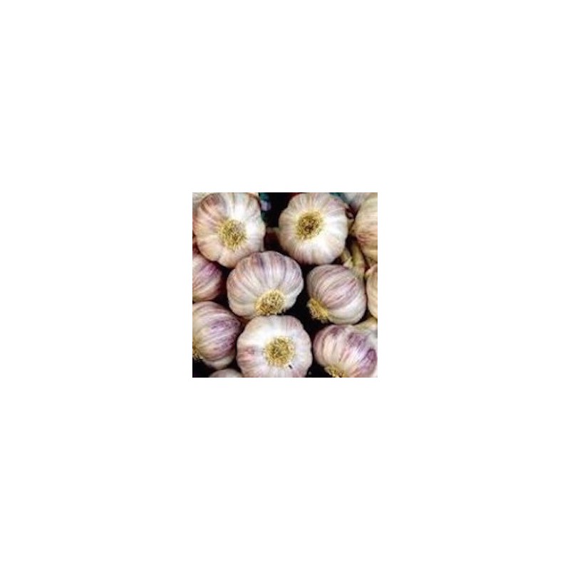 AIL VIOLET ( 2 têtes)
