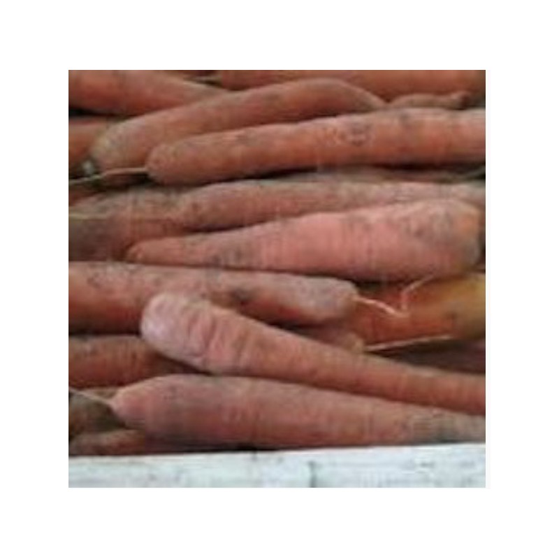 CAROTTES