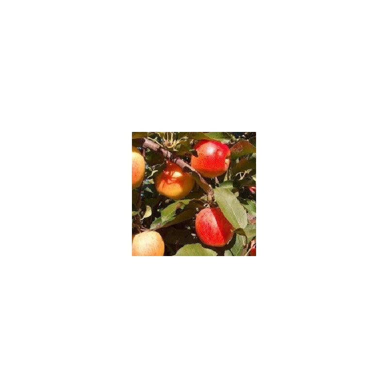 POMMES BIO