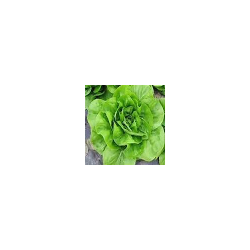 SALADE DE SEMAINE