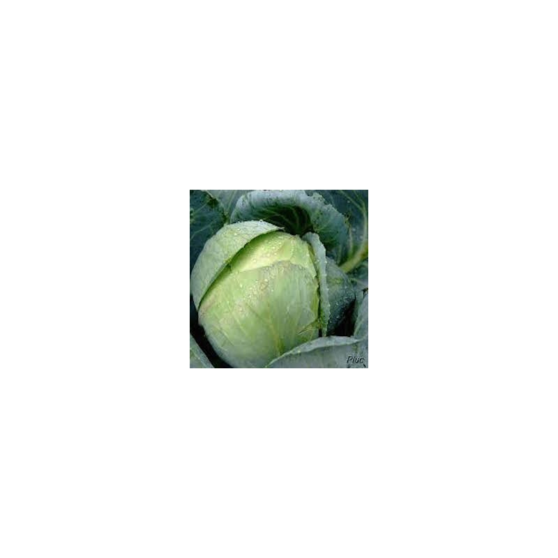 CHOUX VERT FRISÉ
