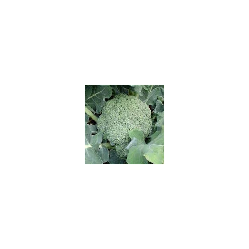 1 TETE DE BROCOLIS BIO