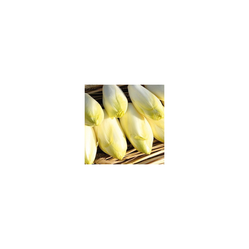 ENDIVES 4/5