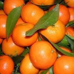CLEMENTINES
