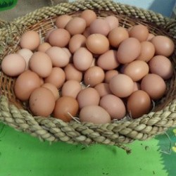 6 OEUFS FERMIERS