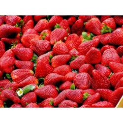 FRAISES  (500 GRS)