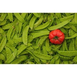 HARICOT MANGETOUT