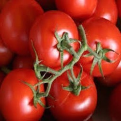 TOMATES GRAPPES BIO