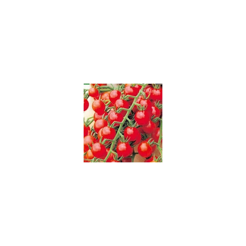 TOMATES CERISE