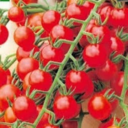 TOMATES CERISE