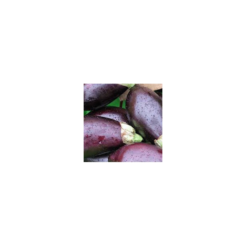 AUBERGINES