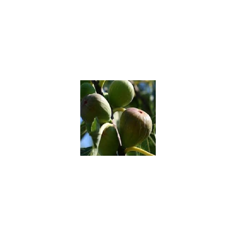 FIGUES FRAICHES