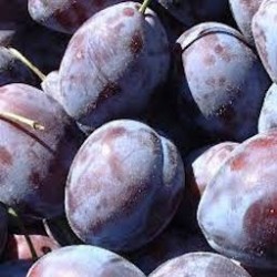 PRUNES BIO