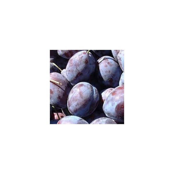 PRUNES BIO