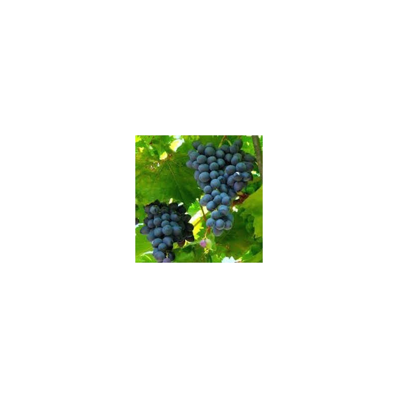 RAISIN MUSCAT BIO