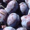 PRUNES BIO